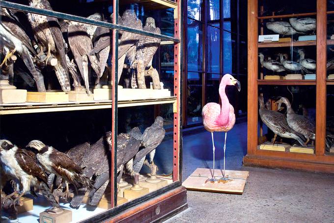 Room with stuffed flamingo in the middle and other bird specimens in cupboards
