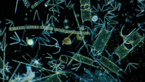 Plankton, Phytoplankton, verschiedene Arten von Kieselalgen und Dinoflagellaten, x20, Ärmelkanal